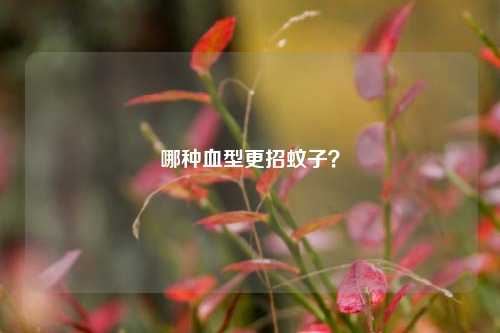 哪种血型更招蚊子?