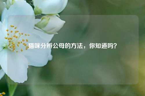 猫咪分辨公母的方法,你知道吗?