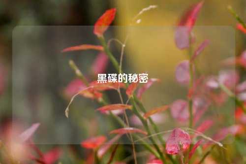 黑碟的秘密