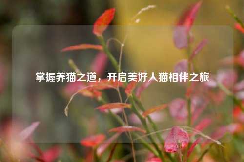 掌握养猫之道,开启美好人猫相伴之旅